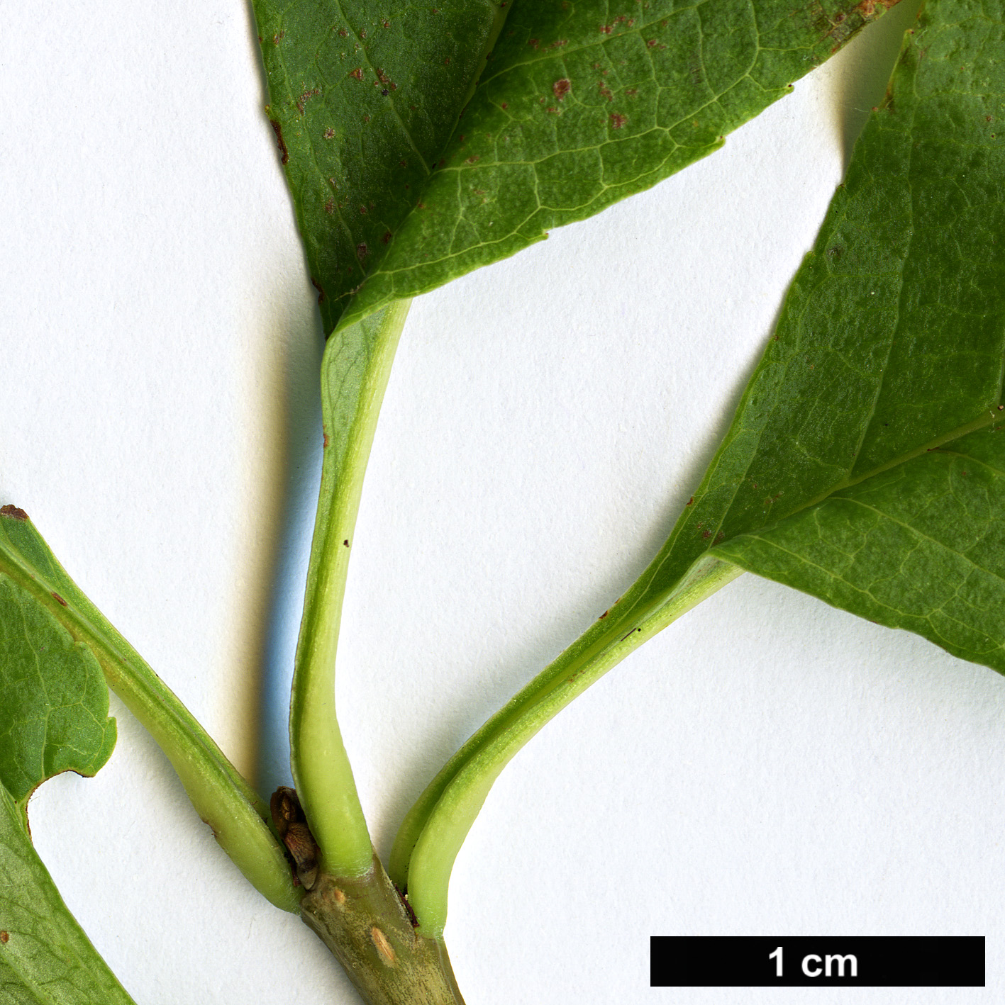 High resolution image: Family: Rosaceae - Genus: Sorbus - Taxon: verrucosa